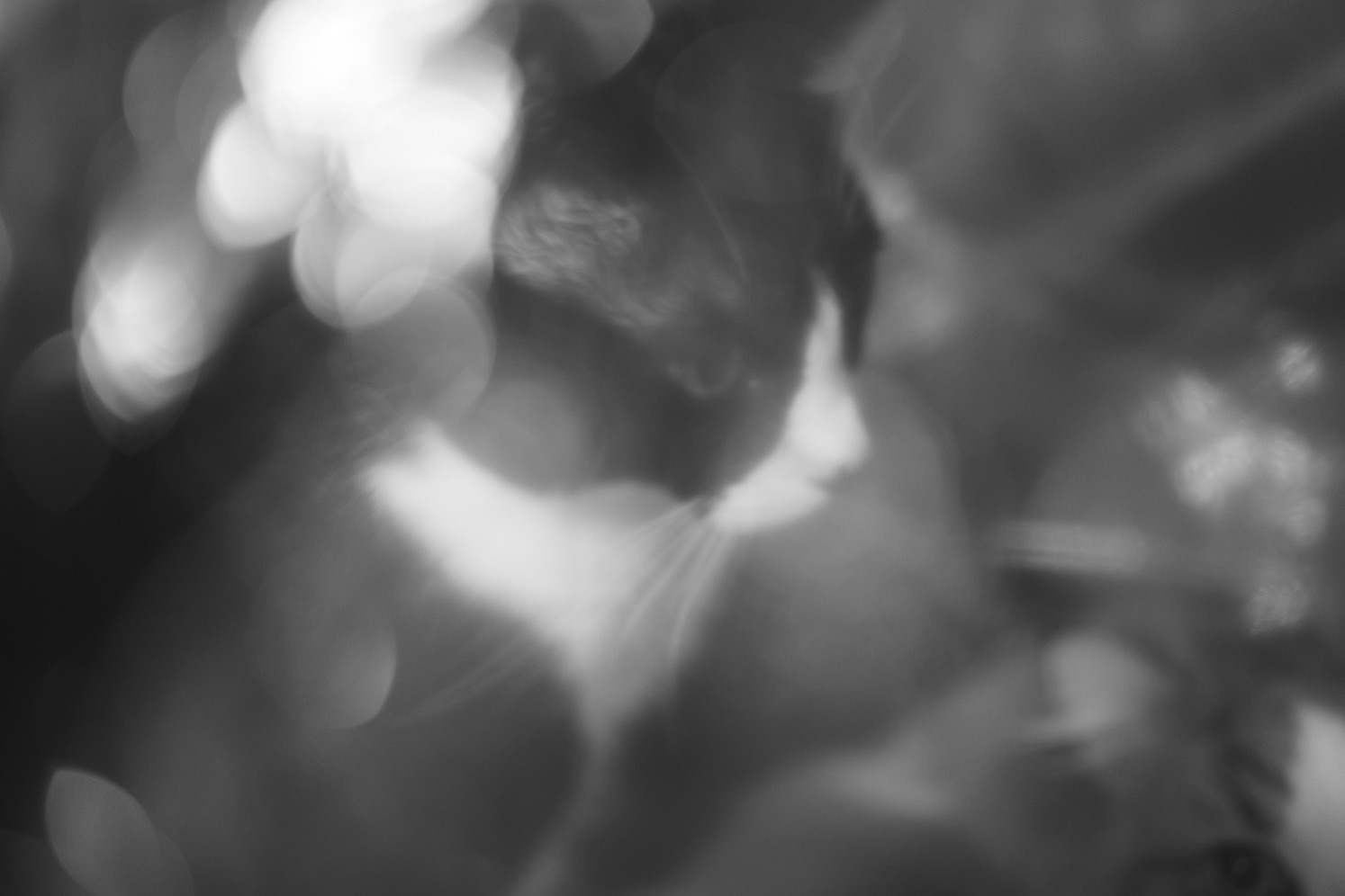 Image 2 from Kabu Wei II by Nansong Ho. Copyright © 2025 - 2026 Nansong Ho