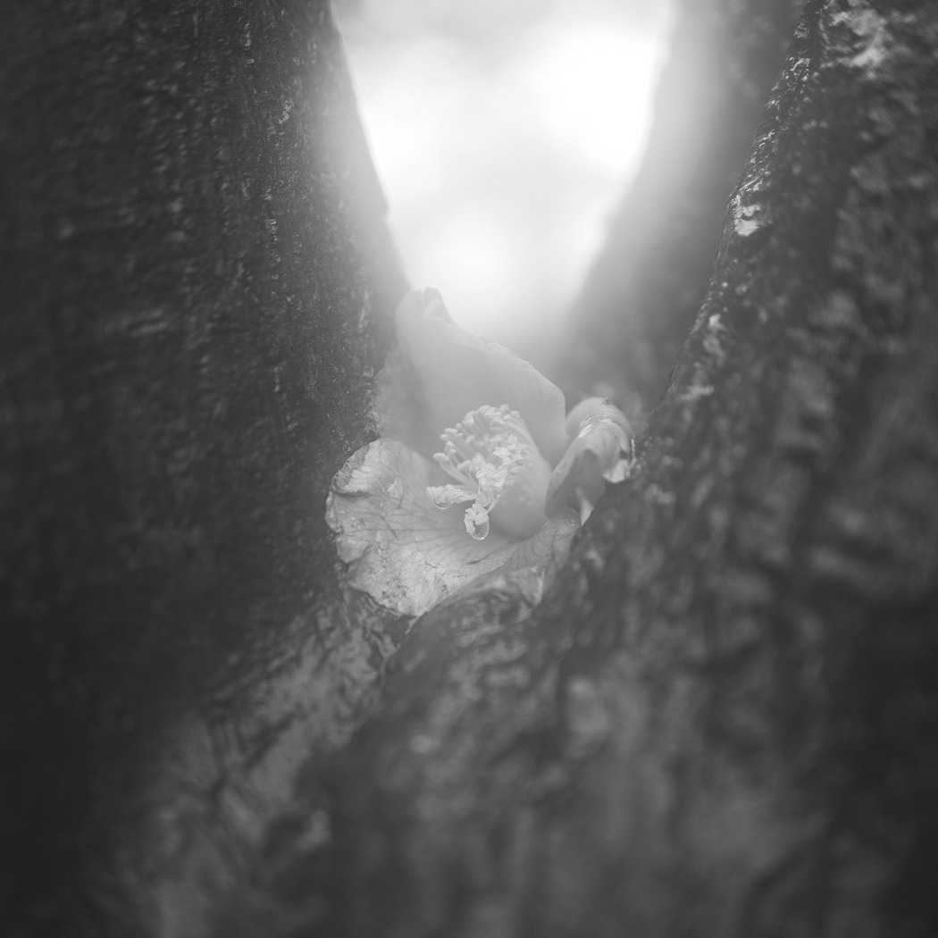 Image 12 from Where Things Grow by Nansong Ho. Copyright © 2024 - 2026 Nansong Ho