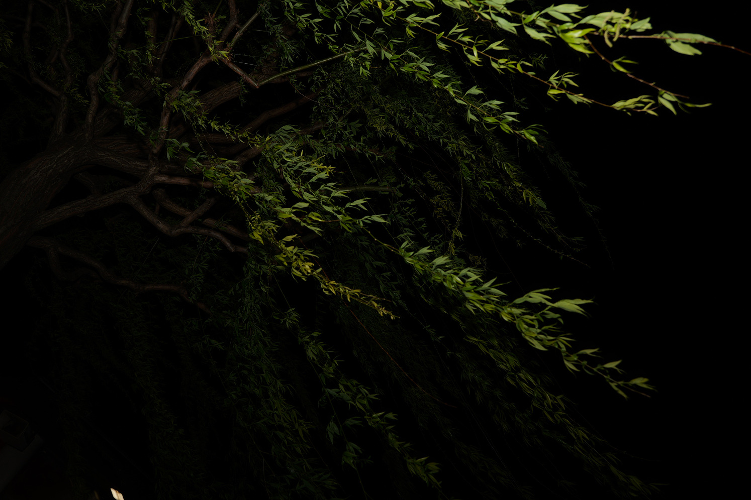 Image 6 from Where Things Grow by Nansong Ho. Copyright © 2024 - 2026 Nansong Ho