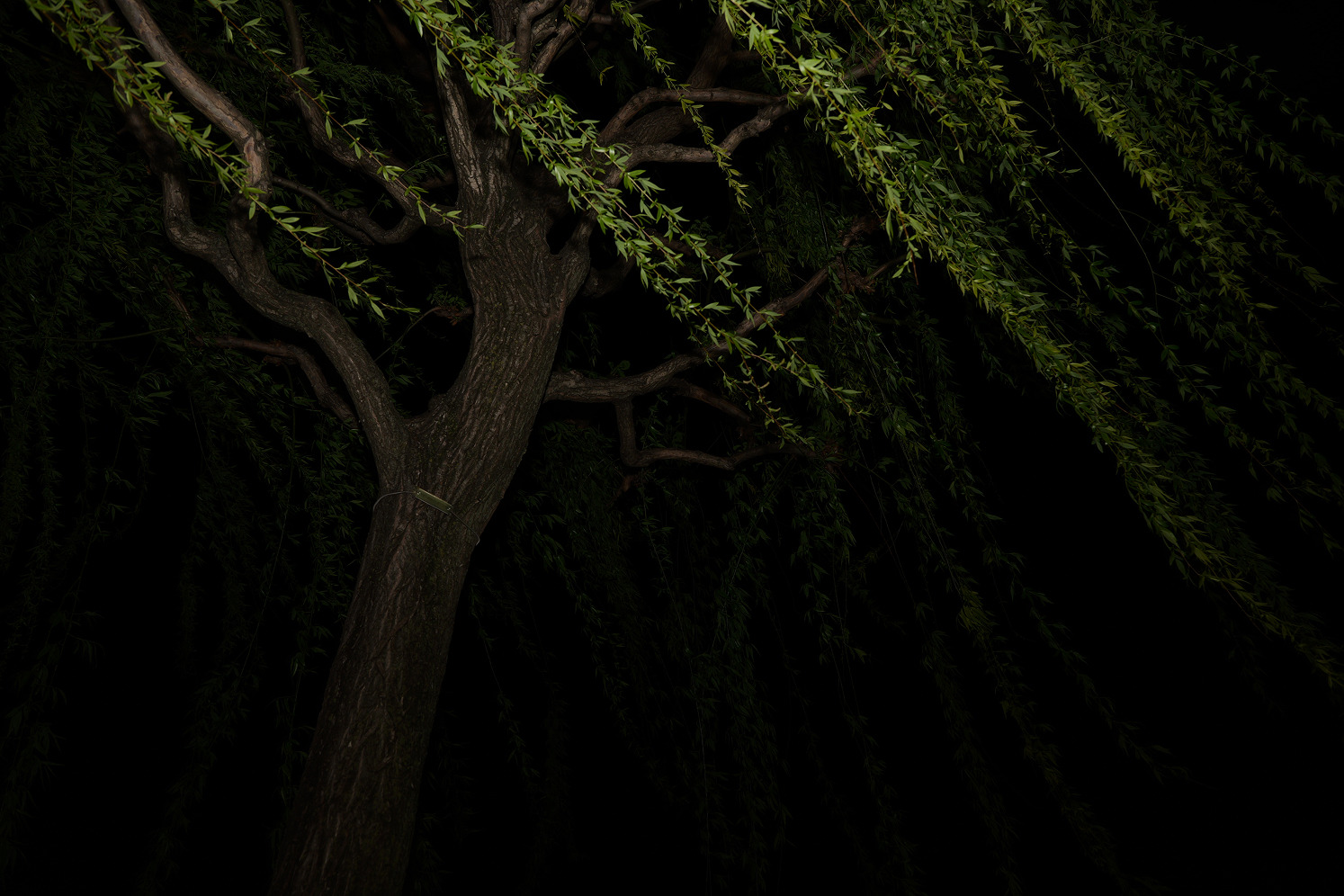 Image 7 from Where Things Grow by Nansong Ho. Copyright © 2024 - 2026 Nansong Ho