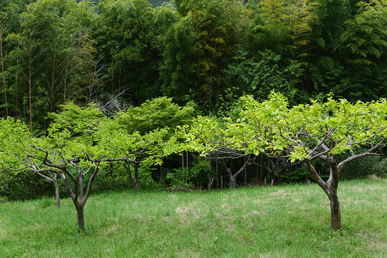 Image 8 from Where Things Grow by Nansong Ho. Copyright © 2024 - 2026 Nansong Ho
